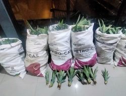 Ketahuan Bawa 5 Karung Bibit Nanas, Dua Warga Sukadana Diciduk Polres Lampung Timur