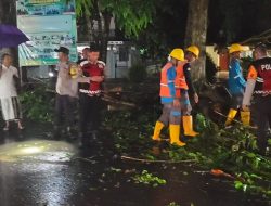 Pohon Tumbang Tutup Jalan Raya di Desa Sumber Gede Kecamatan Sekampung, Polisi Sigap Evakuasi