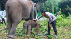 Heti, Nama Kapolres Lamtim Kini Diabadikan pada Bayi Gajah Way Kambas