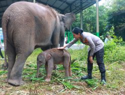 Heti, Nama Kapolres Lamtim Kini Diabadikan pada Bayi Gajah Way Kambas
